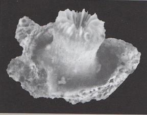 3.40 COENOCYATHUS CYLINDRICUS - MORFOLOGÍA: son corales solitarios y cilíndricos que se desarrollan sobre una amplia base incrustante.