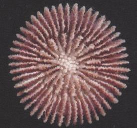 3.41 DELTOCYATHUS MOSELEYI - MORFOLOGÍA: es un coral solitario de vida libre con un amplio diámetro del cáliz.