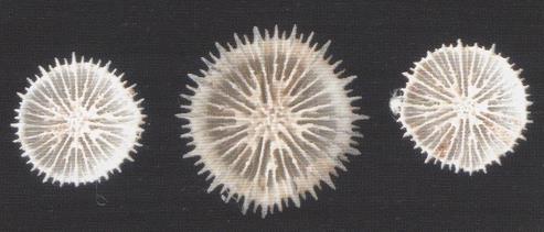 3.42 DELTOCYATHUS ECCENTRICUS - MORFOLOGÍA: es un coral solitario de vida libre, de pequeño tamaño y un amplio diámetro de cáliz.