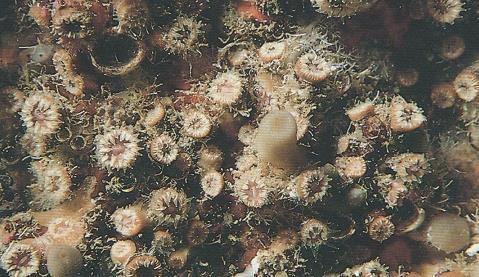 3.44 POLYCYATHUS MUELLERAE - MORFOLOGÍA: son colonias de tamaño pequeño y mediano; estas colonias desarrollan una lámina basal fina que se extiende sobre el sustrato, donde se