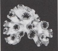 Existen colonias donde los corales son alargados, lo que proporciona a la colonia un aspecto arbustivo.