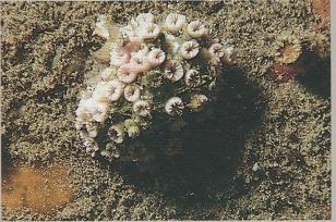 3.45 HOPLANGIA DUROTRIX - MORFOLOGÍA: colonias pequeñas y de aspecto variable, desde incrustaciones hasta arbustivas.