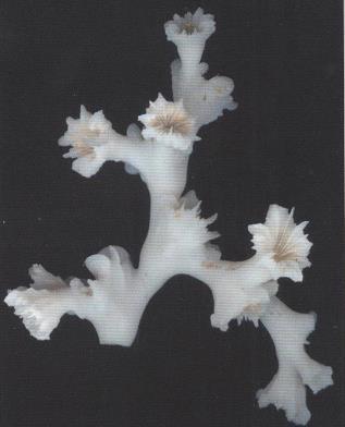 3.46 LOPHELIA PERTUSA - MORFOLOGÍA: son corales de mediano tamaño (20cm de altura), presentando ramas correspondientes a las zonas basales de las colonias y cálices profundos de tamaño muy variable.