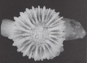 Las colonias se generan mediante gemación extracalicinal; los corales principales pueden llevar corales
