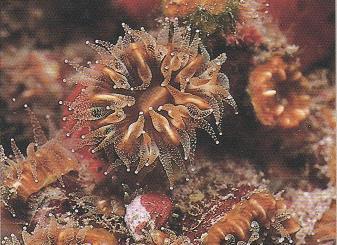 3.48 PHYLLANGIA MOUCHEZII - MORFOLOGÍA: son colonias medianas y grandes que desarrollan corales de tamaños considerables, sobre todo en lo que respecta al diámetro del cáliz.