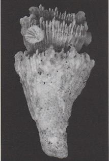 Tienen un tamaño pequeño o mediano y con frecuencia presentan una gemación en el interior del cáliz, de forma que aparece un coral