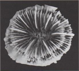 A diferentes niveles, surgen corales más jóvenes, formados mediante gemación extracalicinal, que se van desarrollando y se