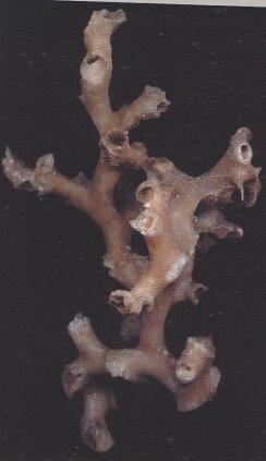 3.50 SOLENOSMILIA VARIABILIS - MORFOLOGÍA: los ejemplares recogidos son fragmentos de mediano tamaño (8 a 20cm de altura) que proceden de colonias mucho mayores.