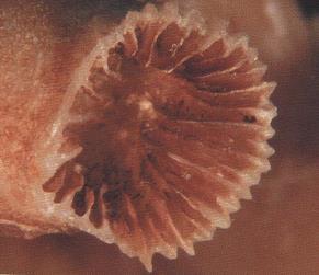 Poseen cálices que presentan una gemación intratentacular y su diámetro es muy variable. La coloración de esta especie es anaranjada-rojiza.