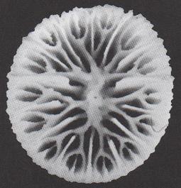 3.51 DENDROPHYLLIA RAMEA - MORFOLOGÍA: colonias arbustivas que pueden alcanzar más de un metro de altura y un grosor en la zona basal del troco de 10cm.
