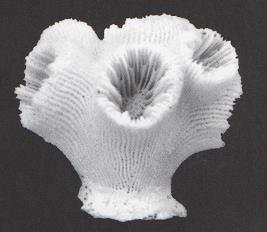 Cuando el coralito inicial alcanza altura, se originan uno o varios coralitos laterales.