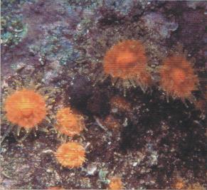 3.57 BALANOPHYLLIA REGIA - MORFOLOGÍA: son corales solitarios, normalmente cilíndricos y con el cáliz circular que se va alargando