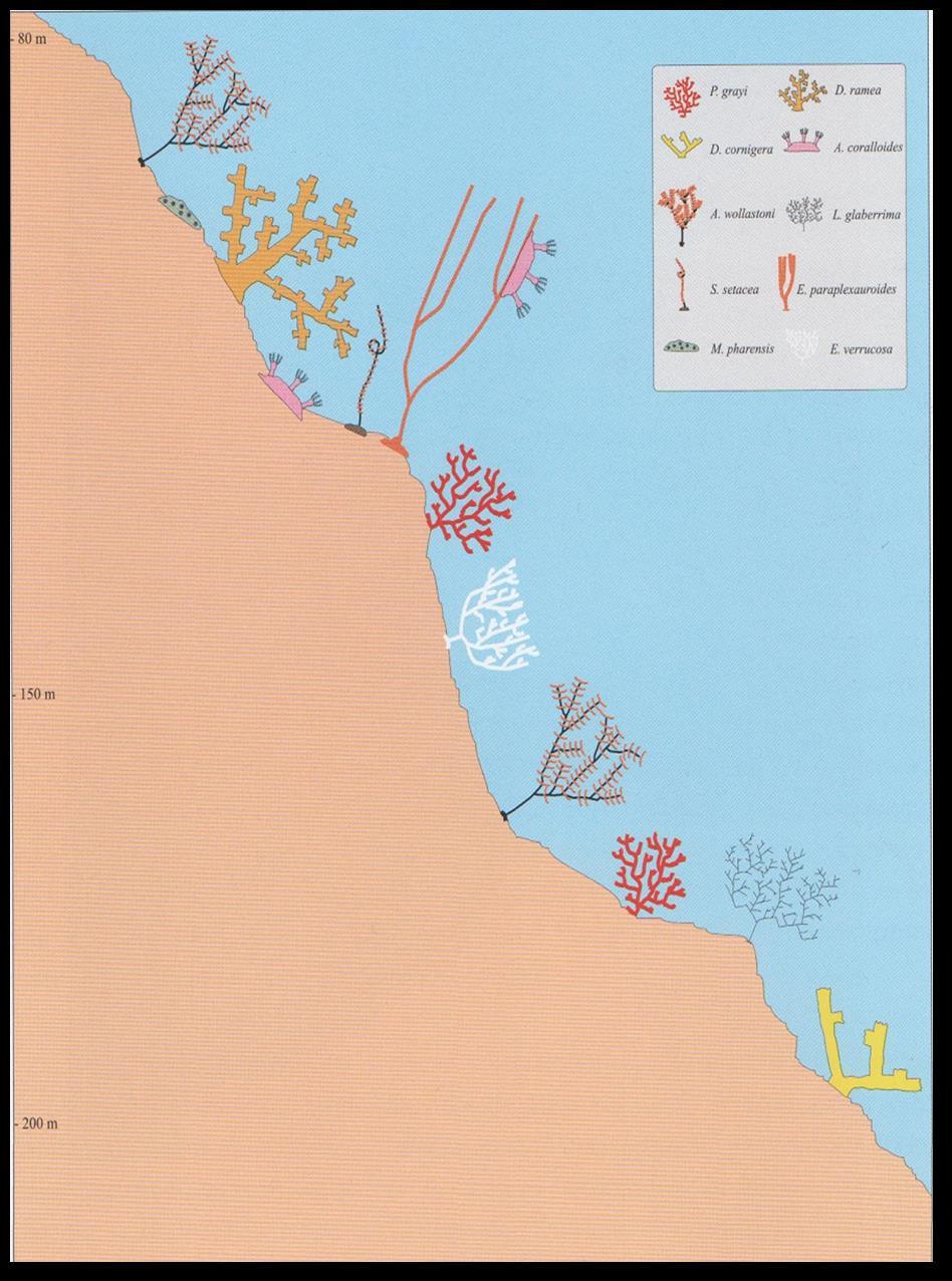 comunidades de corales, apareciendo muchas especies que también encontramos en los fondos marinos abiertos.