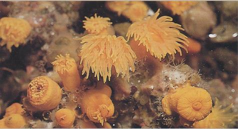 3.58 LEPTOPSAMMIA PRUVOTI - MORFOLOGÍA: son corales solitarios, que a veces pueden formar agrupaciones no originadas por gemación.