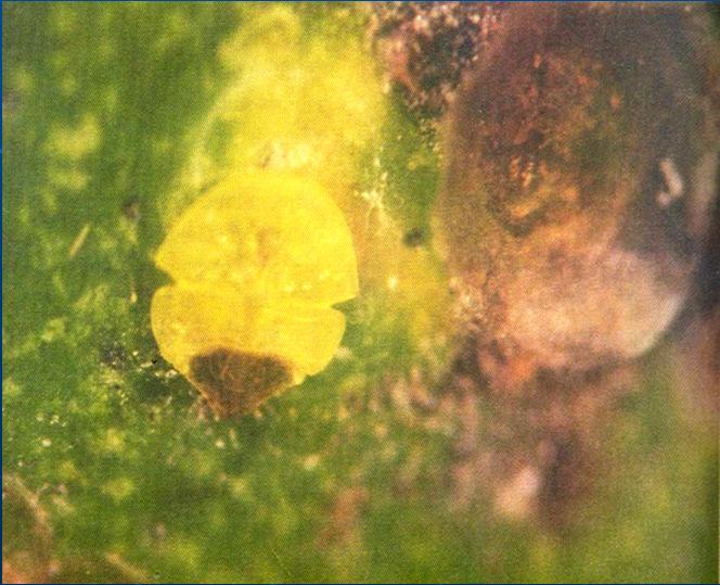 En especimenes secos generalmente están con hongo y cubren estructuras microscópicas que impiden la
