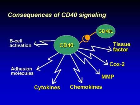 La Activacion de la CD40 expone o libera: Activacion de las Celulas-B Moleculas de