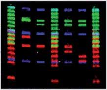 Biología molecular Medios para biología molecular Código Descripción Marca Presentación Precio 3161083 LB Agar (Lennox) Conda R/ 500 gr 72,85 3161231 LB caldo (Lennox) Conda R/ 500 gr 58,75 3161552