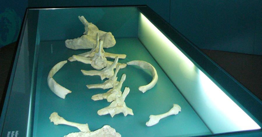 TALLER DE FÒSSILS Un excrement de fa 100 milions d anys és un fòssil? Quines són les roques més antigues de Mallorca? Què és una icnita? El nothosaurus era un dinosaure?