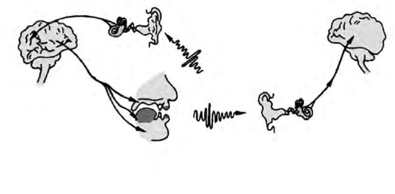 14 INTRODUCCIÓN AL LENGUAJE ORAL, UNA HABILIDAD COMUNICATIVA Cerebro Nervios sensoriales Oído Cerebro EMISOR Nervios motores Eslabón de retorno Oído Nervios sensoriales RECEPTOR Nivel lingüístico
