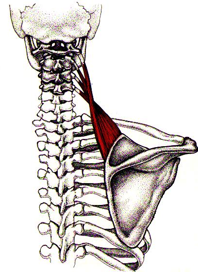 ARRIBA: Apófisis transversas de C1 a C4 ABAJO: borde vertebral de la escapula, entre el ángulo superior y la raíz de
