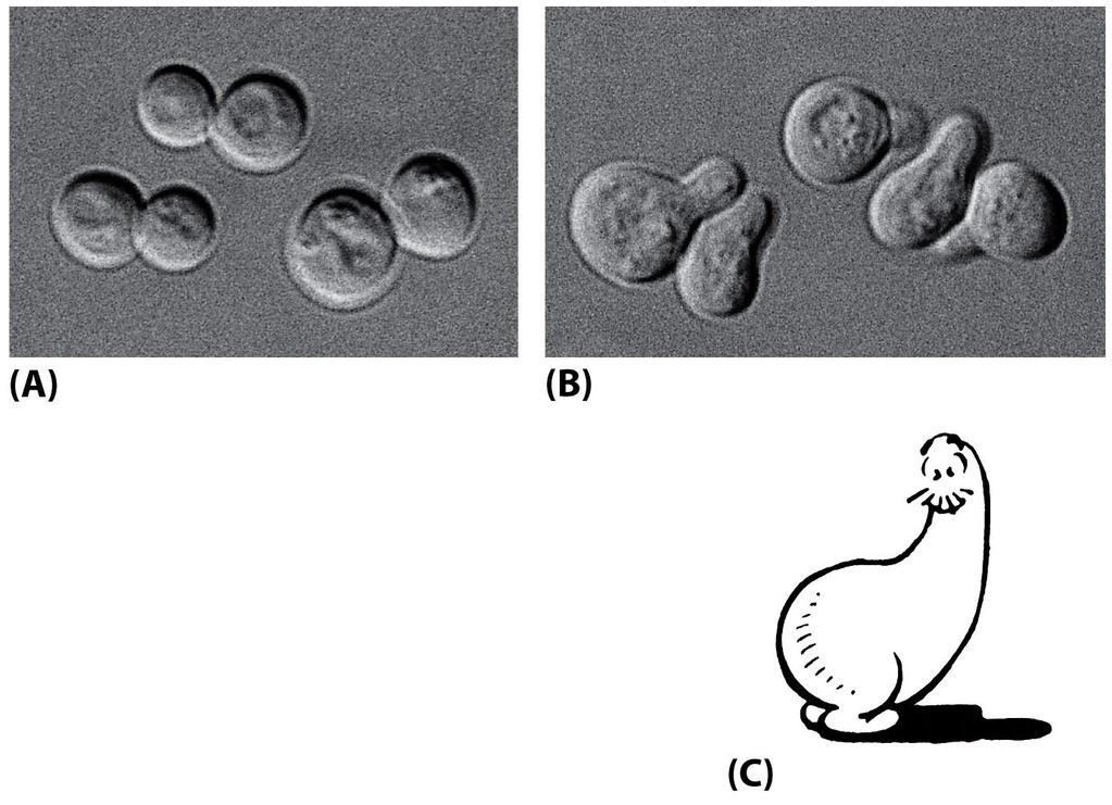 Figura 16-99 Biología molecular de la célula, quinta