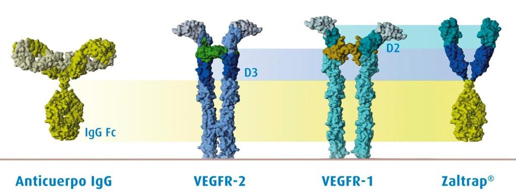 Diseño de Aflibercept o o Proteína de fusión recombinante humana de los principales dominios de los receptores 1 y 2 del VEGF humano con el Fc de una IgG humana¹.