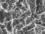 Superficie de NeO La superficie de implante NanoTec TM es de tipo híbrido y surge de un complejo proceso de arenado logrando poros de 20 a 40 micrones y doble grabado termal, para crear microporos