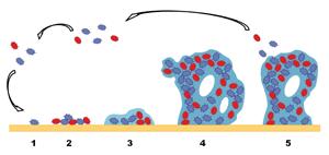 BIOFILMS Composición: microorganismos y la matriz extracelular de sustancias poliméricas (EPS).