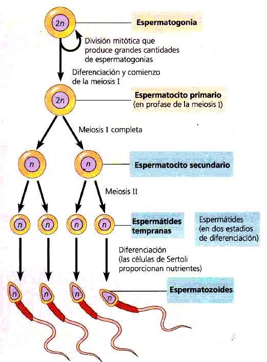 meiótica origina dos células haploides de tamaño desigual, porque la citocinesis distribuye diferentes cantidades de citoplasma a los dos productos.