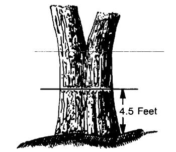 No. Atributos Descripción Árboles bifurcados por arriba del DAP se consideran como un solo árbol.