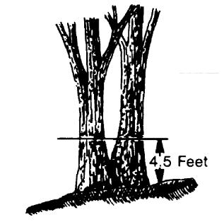 11 Altura total Imágenes por FSH 2409.12 USDA Forest Service Timber Cruising Handbook Medir la altura total (de la base hasta arriba) al metro más cercano para cada árbol en la parcela.