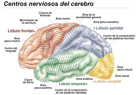Existen en el cerebro millones de conexiones neuronales y numerosísimos centros nerviosos y según la actividad cerebral que prevalezca algunas estarán más activas que otras.