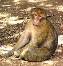 Propuesta y proponentes de la Secretaría PRIMATES Cercopithecidae Macaca sylvanus (Macaco de Gibraltar) CoP17 Prop.