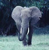 Propuesta y proponentes de la Secretaría utilización de los beneficios de la venta de especímenes de elefantes con el objetivo de proporcionar incentivos a las comunidades rurales para la