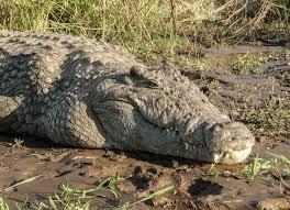 Propuesta y proponentes de la Secretaría actividades de cría en granjas sostenibles en las que participarán las comunidades locales. Crocodylus niloticus (Cocodrilo del Nilo) CoP17 Prop.