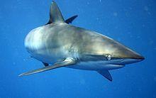 Propuesta y proponentes de la Secretaría CARCHARHINIFORMES Carcharhinidae Carcharhinus falciformis (Tiburón sedoso) CoP17 Prop.