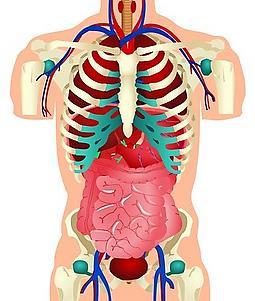 MÓDULO II: FISIOLOGÍA DE LOS DIVERSOS SISTEMAS Aparato digestivo Aparato cardio respiratorio Aparato genito-urinario Sistema endocrino Sistema linfático Sistema nervioso.