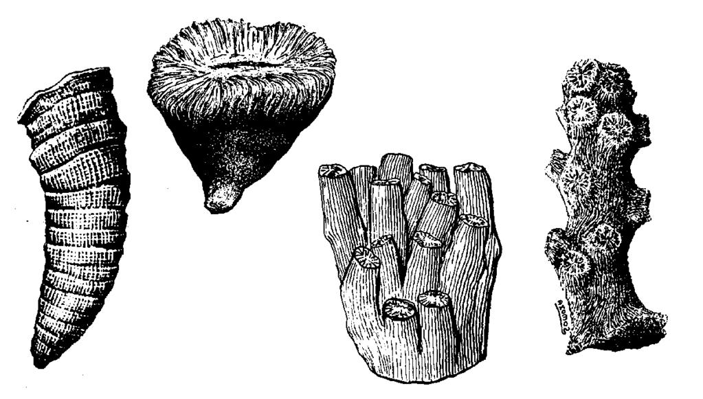 1 (x1) º 2 Corales Son celentéreos, muy similares a los corales actuales, y en concreto pólipos: animales con el cuerpo en forma de saco.