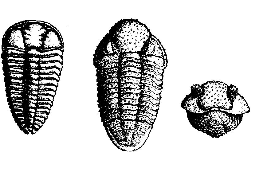 En la figura pueden verse: a) Terebratula; b) Rynchonella y c) Spirifer. 4 Trilobites Son los fósiles guía más característicos de la era primaria.