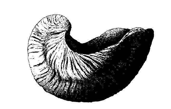 Fig. 5 (x1) 5 Gryphaea Molusco, en cierto modo similar a las ostras, aunque su caparazón, como bien se puede ver, era de diferente forma. Tenía dos valvas muy desiguales.