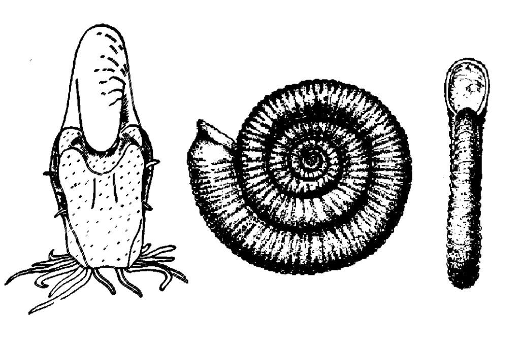 7 Ammonites Moluscos similares en cierto modo a los actuales nautilus. Su concha es parecida a la de un caracol, pero formando una espiral plana.