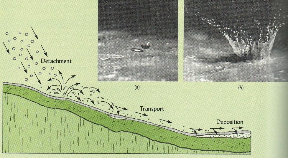 Los tres pasos de la erosión Brady, N.C., and R.R. Weil. 2007.