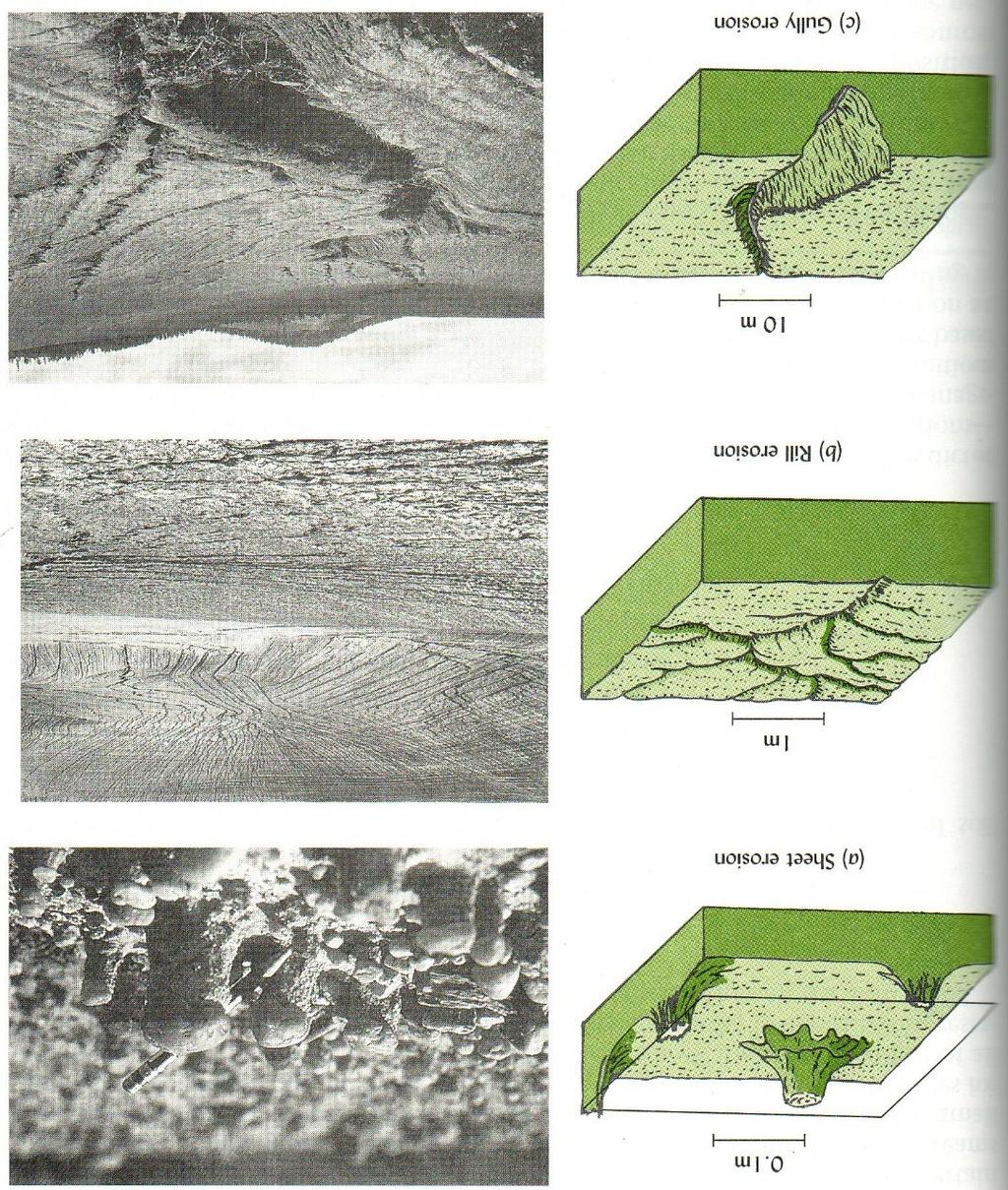 Tipos de erosión por agua Erosión laminar Brady, N.C., and R.R. Weil. 2007.