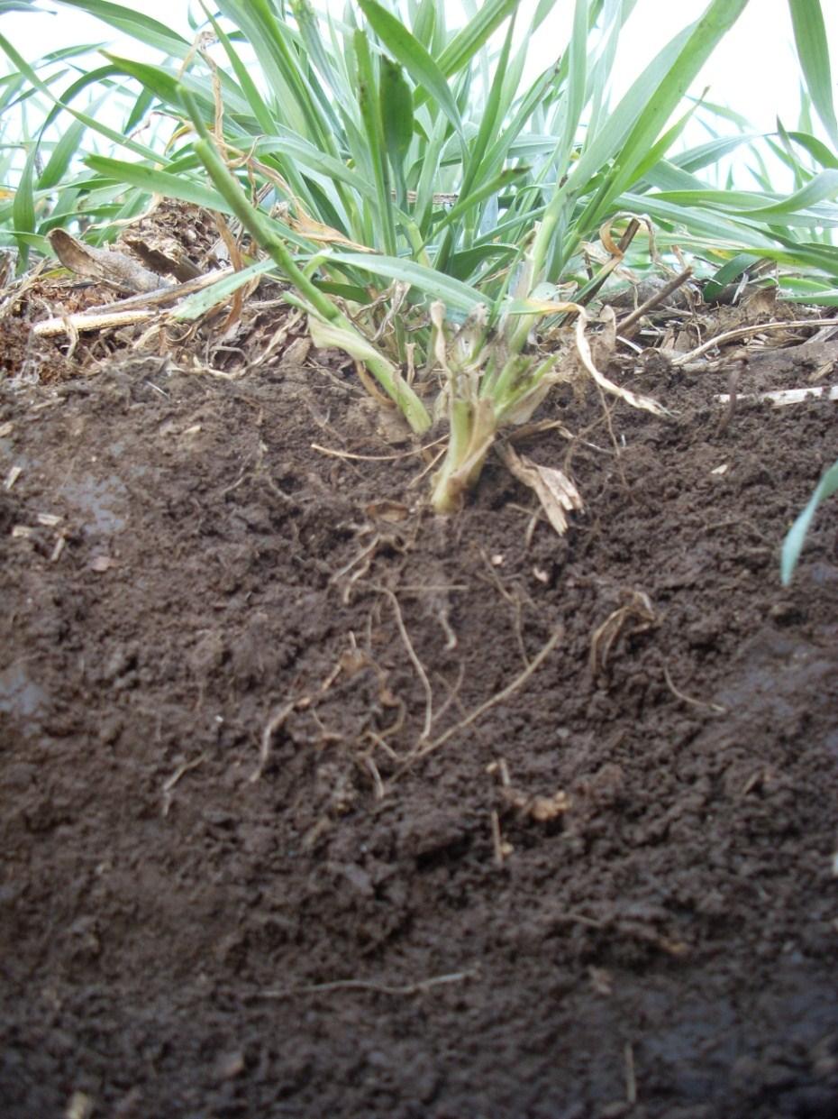 Ventajas de los cultivos de cobertura Reducen la erosión. Ayudan a incrementar la materia orgánica y la actividad microbiana. Mejoran la infiltración y la retención de humedad.