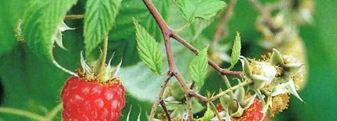 Frambuesa: Rubus ideaeus Origen: Grecia, desde donde se distribuyó por Asia y Europa.