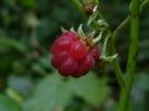 Frambuesa: Rubus ideaeus Flores: blanco-rosadas, en panículas terminales.