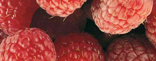 Frambuesa: Rubus ideaeus Producción en