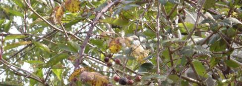 Zarzamora: Rubus sufruticosus Hábitat: crecen espontáneas en setos, ribazos,