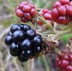 Zarzamora: Rubus sufruticosus Composición n nutricional: Vitaminas A y C, ácidos orgánicos, minerales.