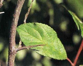 Endrino: Prunus spinosa Flores: blancas, solitarias o en pequeños grupos, nacen antes que las hojas.